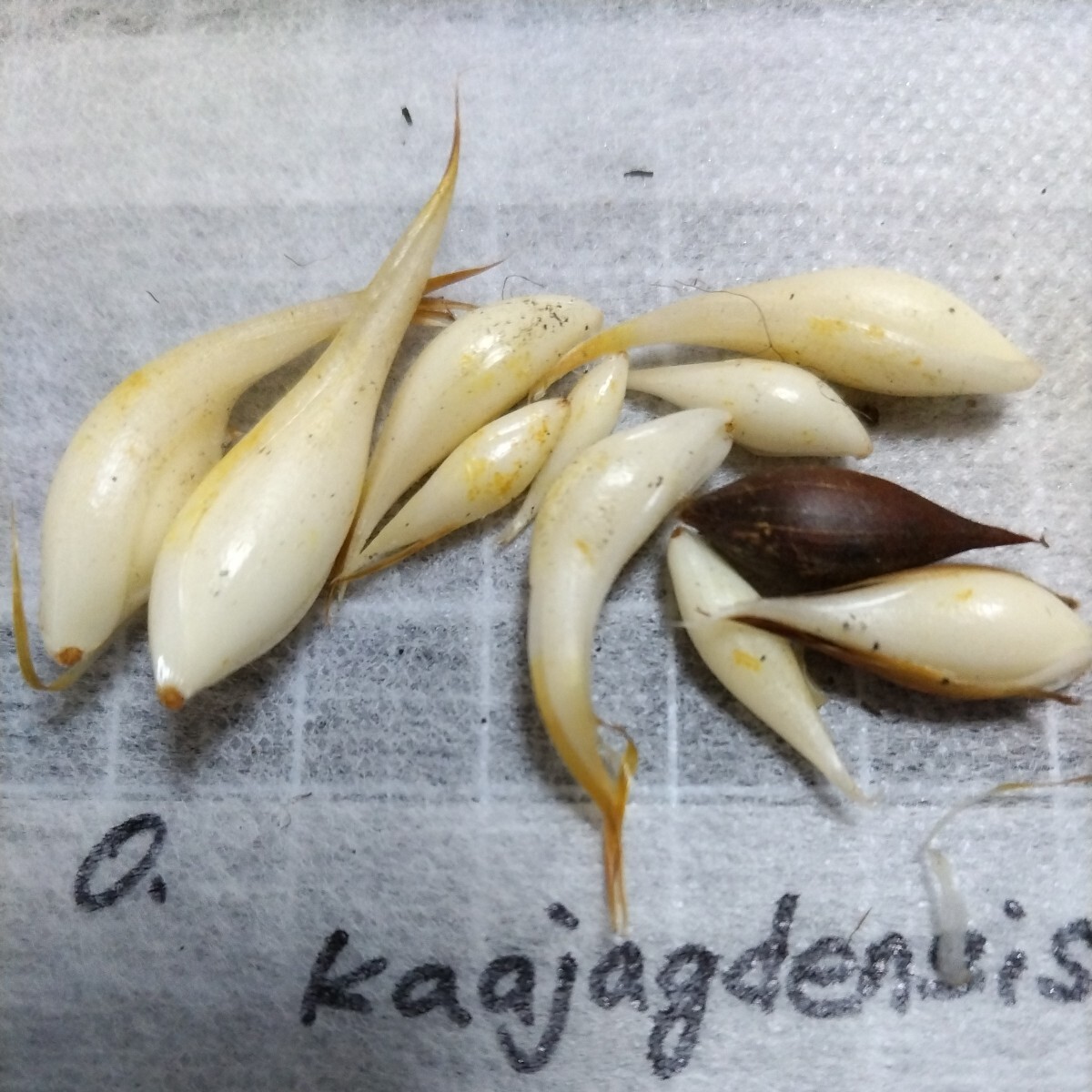 Oxalis kaajagdensis. луковица 