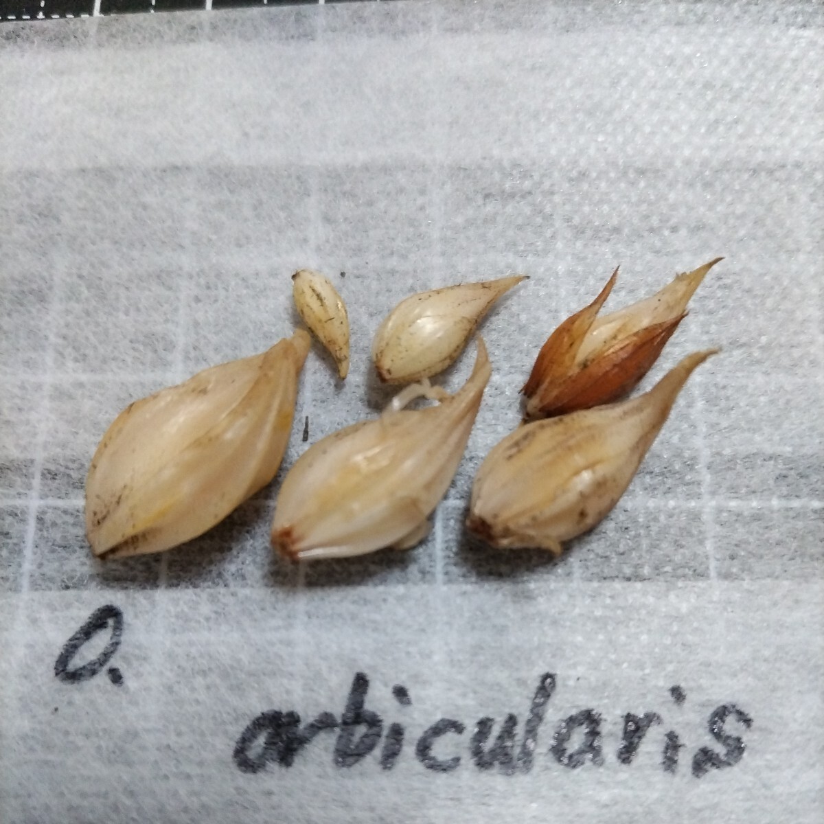 Oxalis orbicularis. луковица 