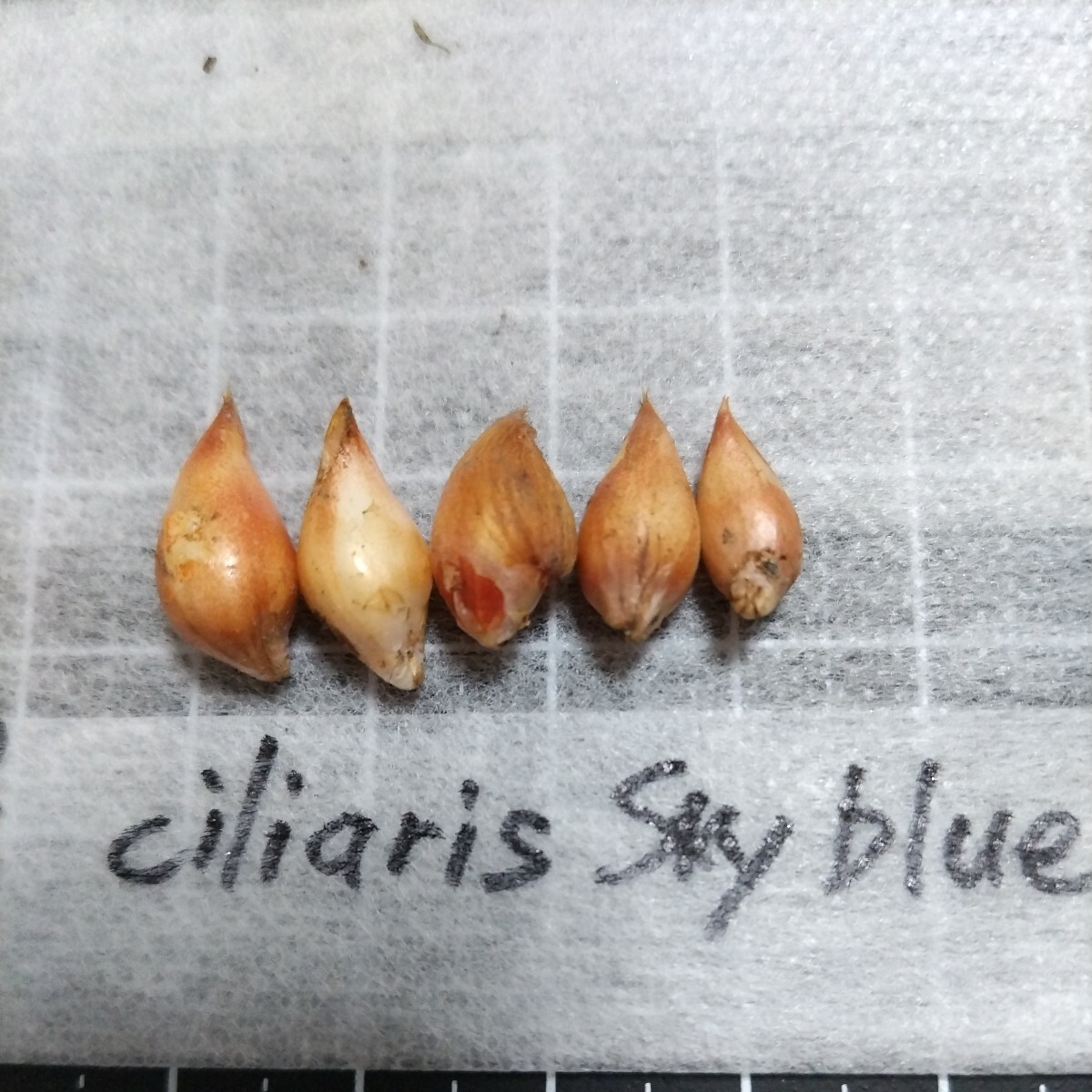 Oxalis ciliaris Skyblue. луковица 