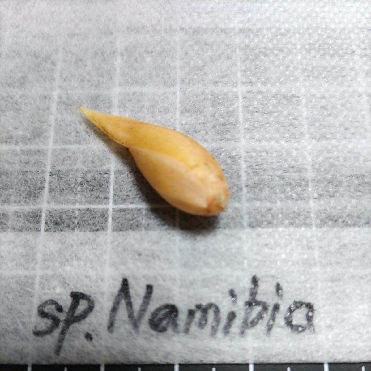 Oxalis sp.Namibiaの球根_画像5