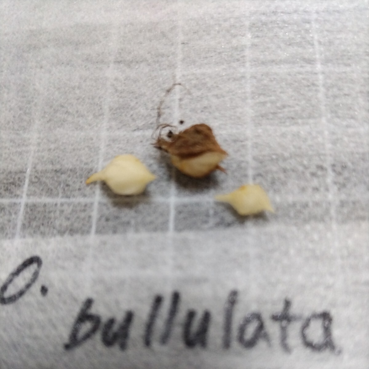 Oxalis bullulata. луковица ②