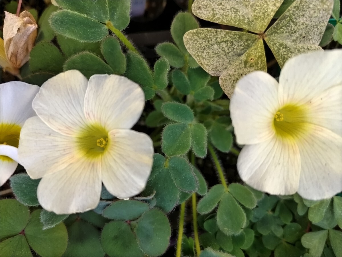 Oxalis sp.SA21. луковица 