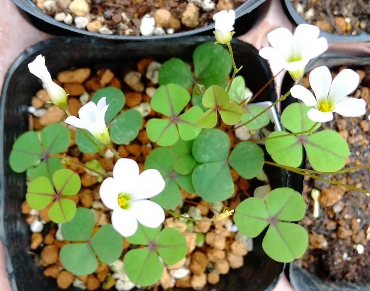 Oxalis orbicularisの球根_開花参考画像