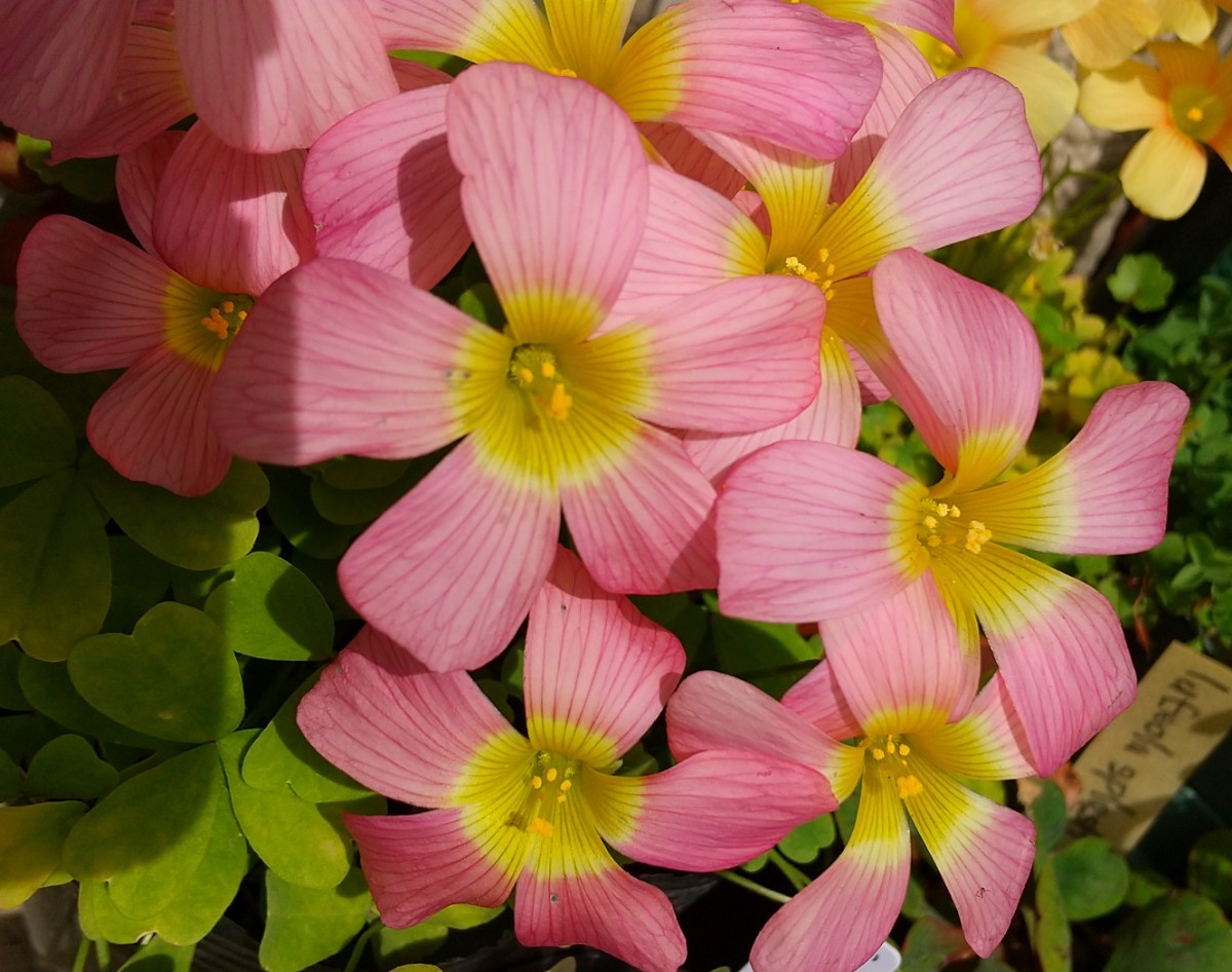 Oxalis obtusa ダマスクローズの苗_開花参考画像