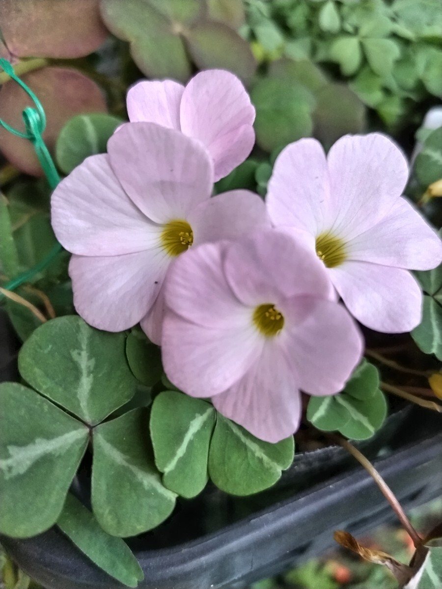 Oxalis sp.Namibiaの球根_開花参考画像