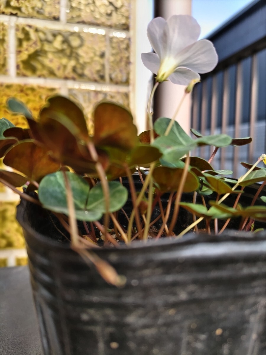 Oxalis sp.Namibiaの球根_葉裏です