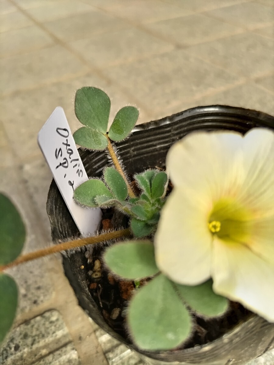 Oxalis sp.SA21. луковица 