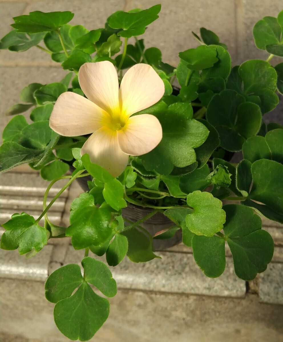 Oxalis pulchella v. Tomentosa. луковица 