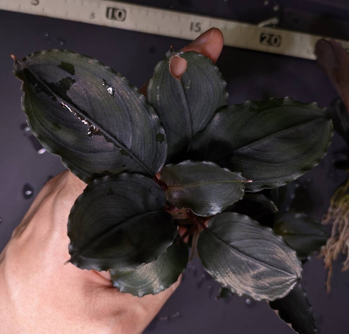 2株◆Bucephalandra sp. Mukok Black 水上株 ブセファランドラ◆_1株目