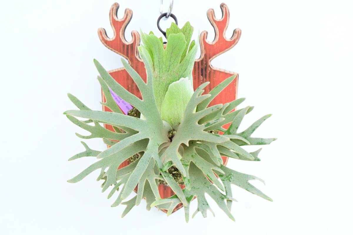 P.willinckii \'Jade Girl\' spored③ @bika forest wife board attaching goods wi Lynn key Jade girl staghorn fern 