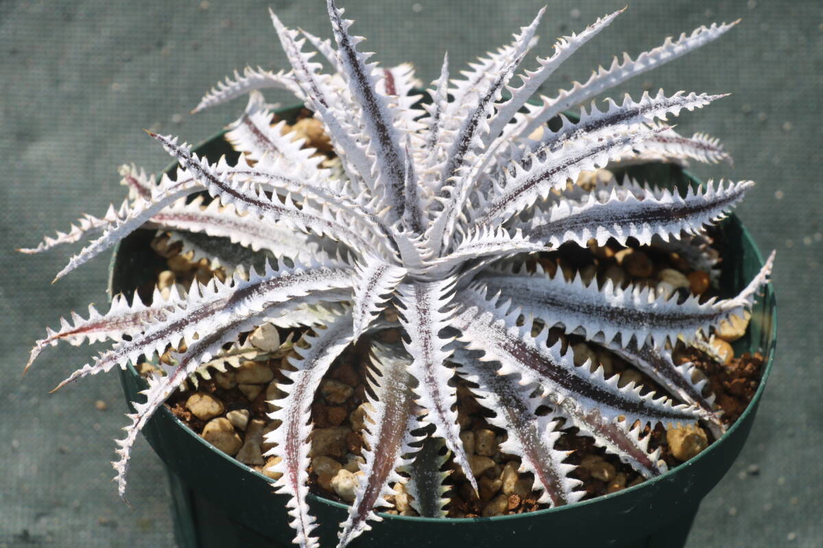 Amazonico★★★★Dyckia 'BS' × 'Cathedral'★★★★★ブロメリア ディッキア_画像3