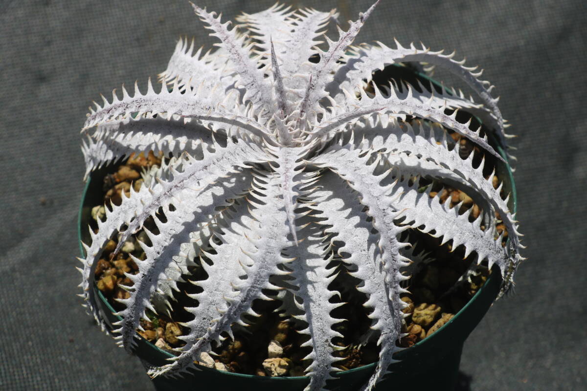 Amazonico★★★★Dyckia 'Island Empire' × 'Imperial Crown'★★★★★ブロメリア ディッキア_画像3