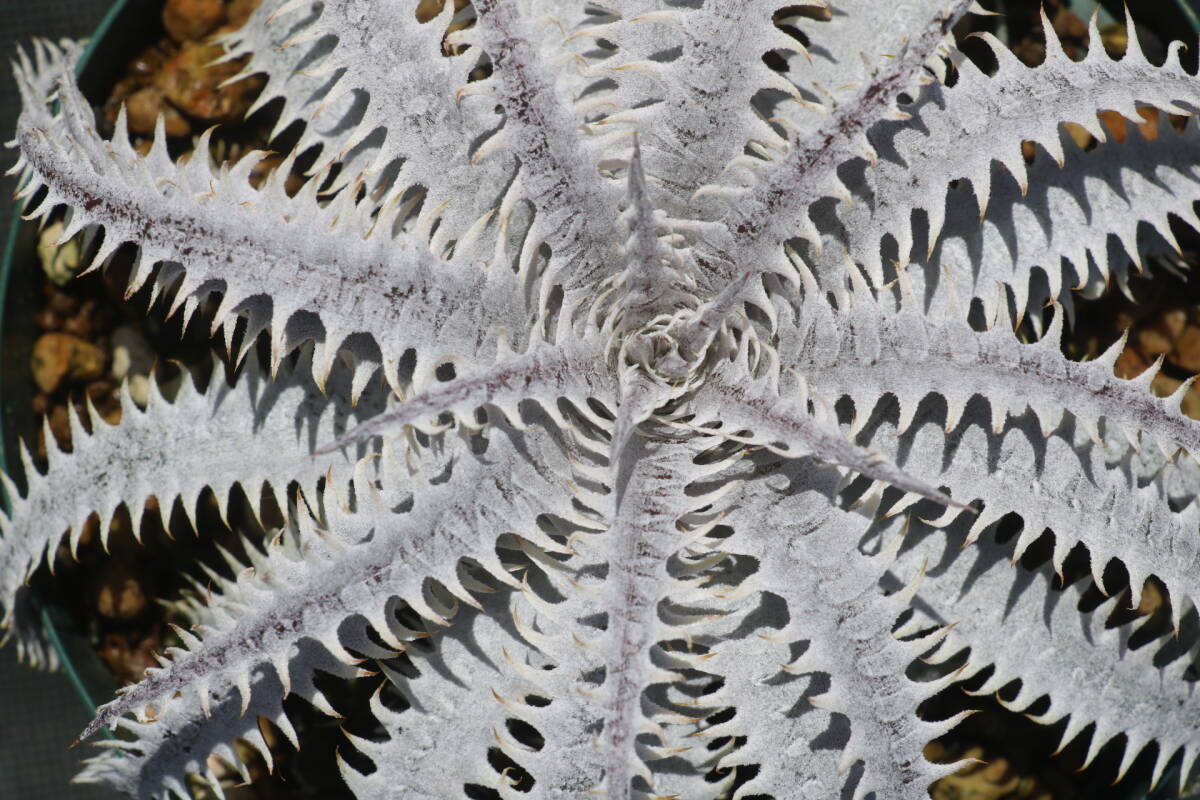 Amazonico★★★★Dyckia 'Island Empire' × 'Imperial Crown'★★★★★ブロメリア ディッキア_画像2