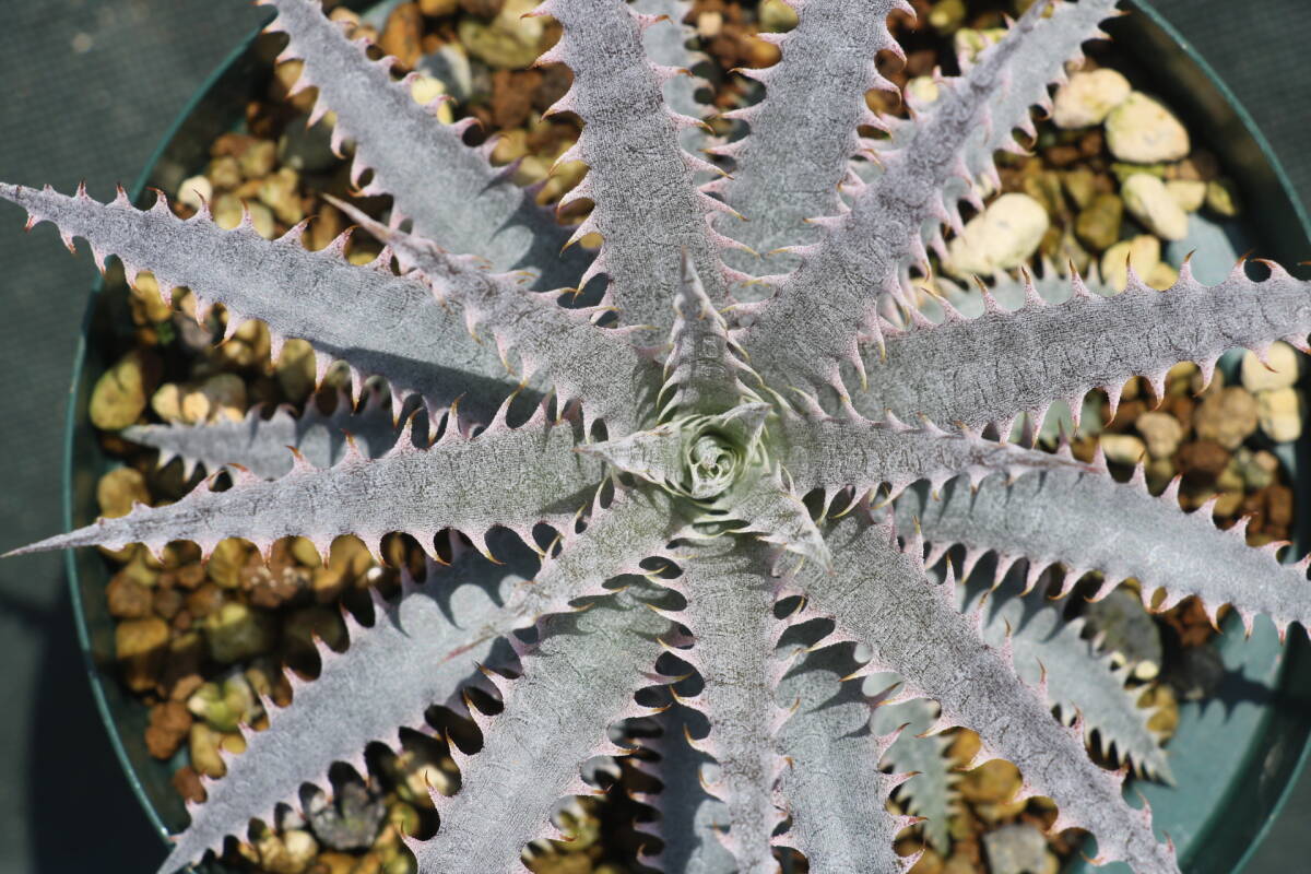 Amazonico★★★★Dyckia nigrospinulata × 'Nemesis'★★★★★ブロメリア ディッキア_画像2