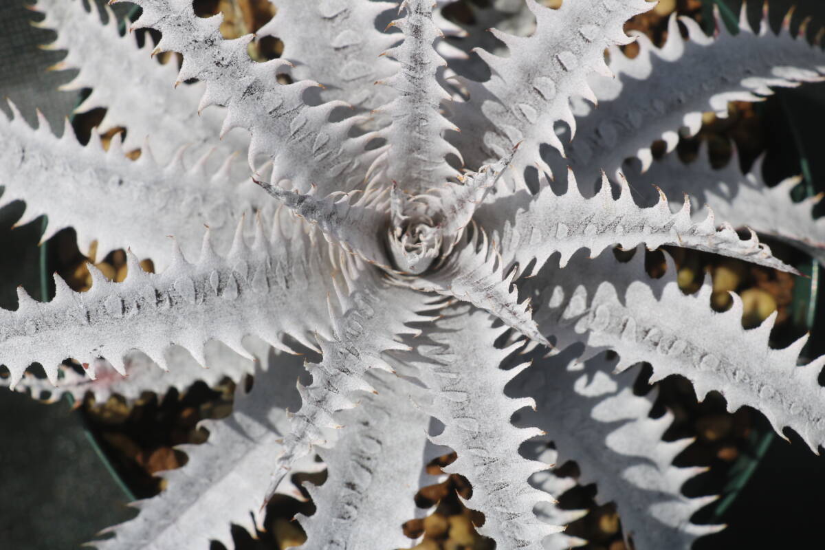 Amazonico★★★★Dyckia 'Crystal Boy' × 'Nemesis'★★★★★ブロメリア ディッキア_画像2