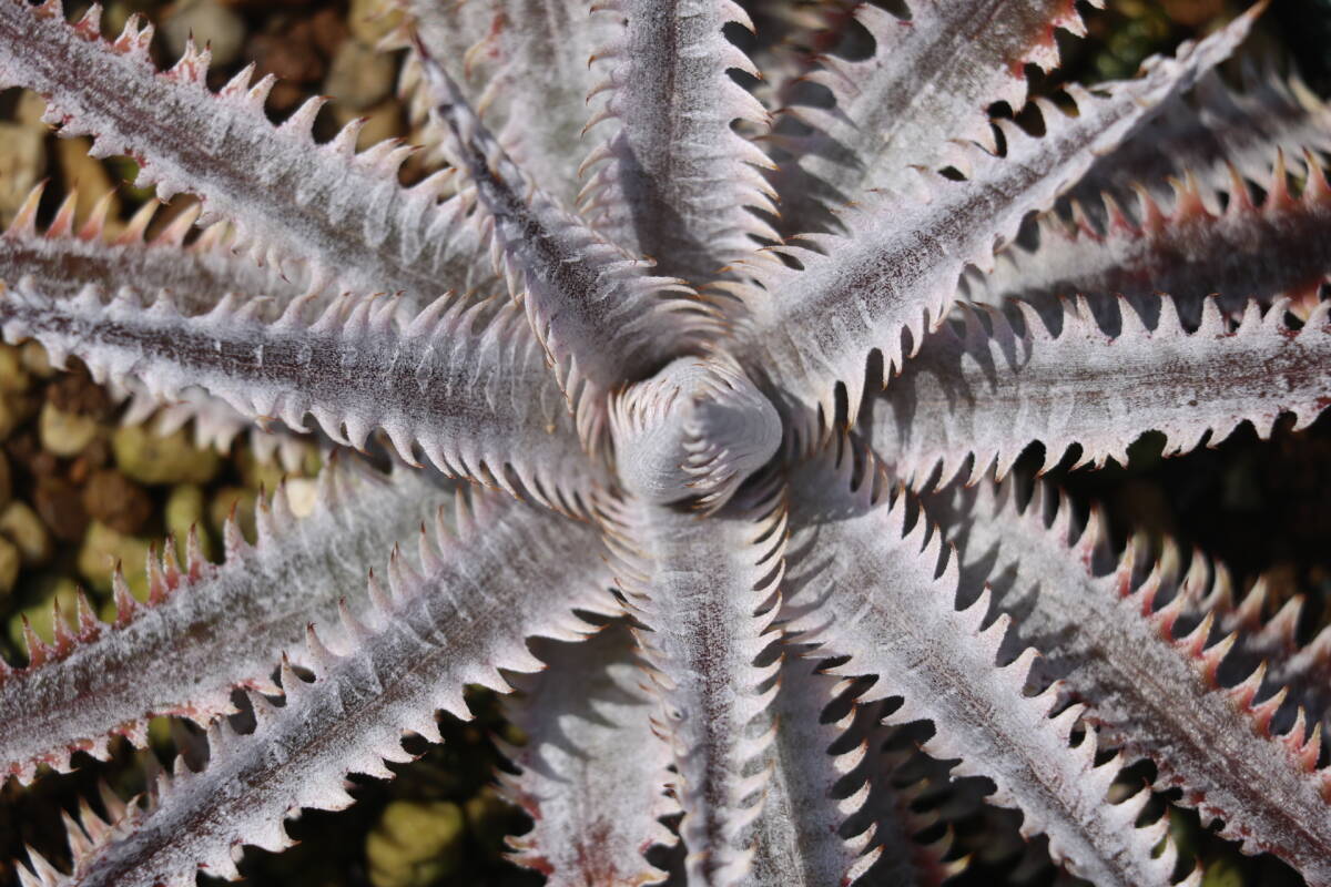 Amazonico★★★★Dyckia 'Nemesis' × 'Nagas'★★★★★ブロメリア ディッキアの画像2