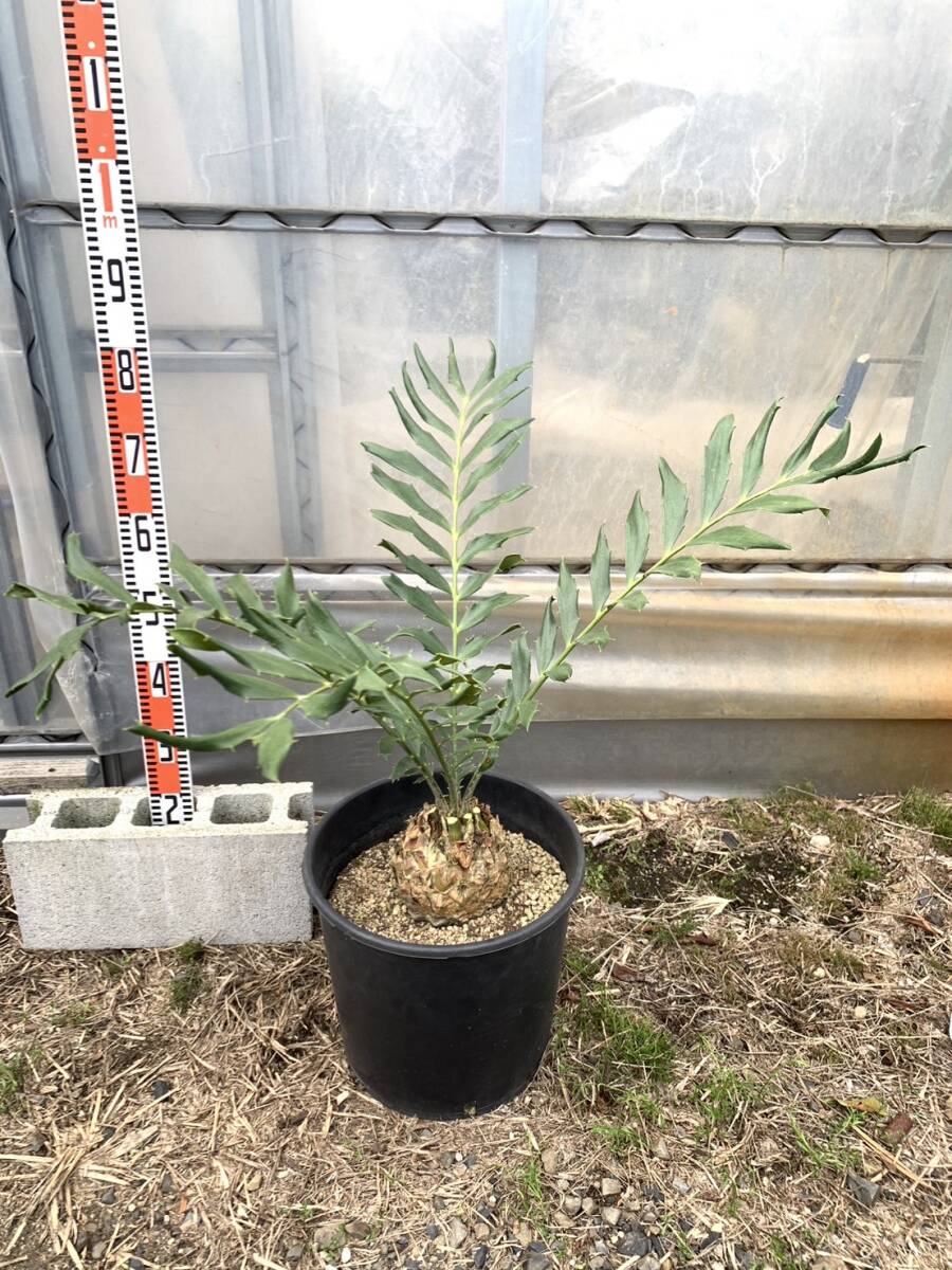 エンセファラルトス フェロックス オニソテツ 蘇鉄 観葉植物 多肉植物 塊根植物 コーデックス_画像1