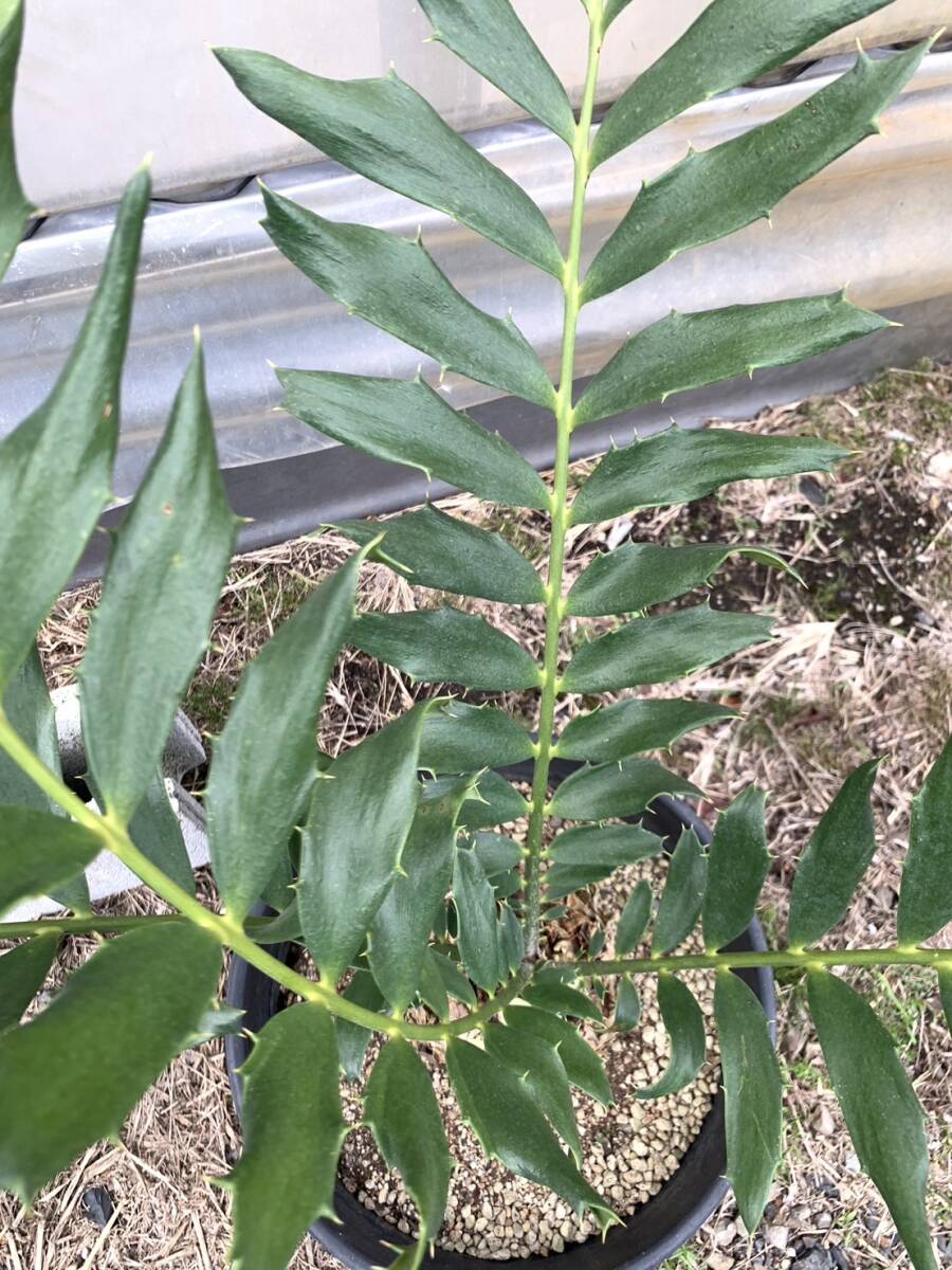 エンセファラルトス フェロックス オニソテツ 蘇鉄 観葉植物 多肉植物 塊根植物 コーデックス_画像4