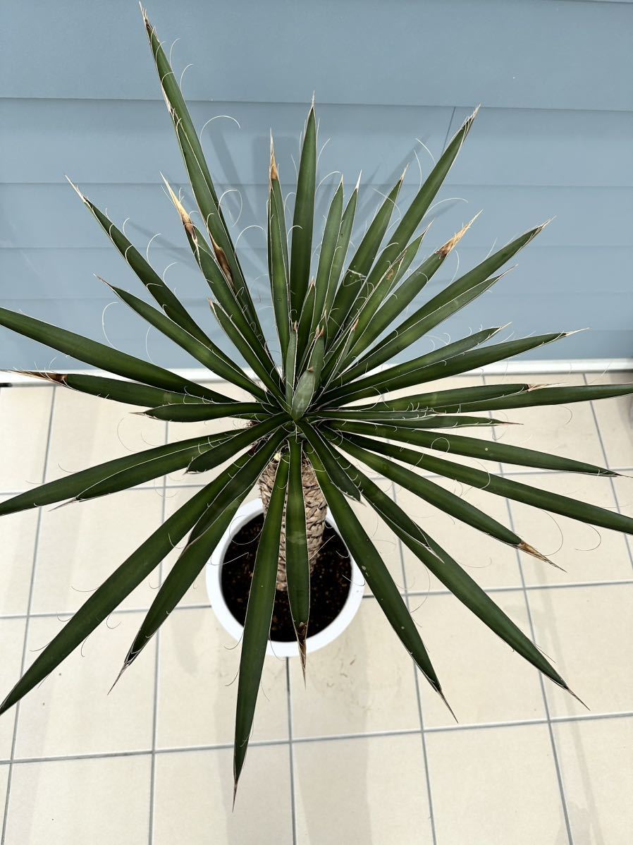 ユッカフィリフェラ（Yucca Filifera ）_画像10