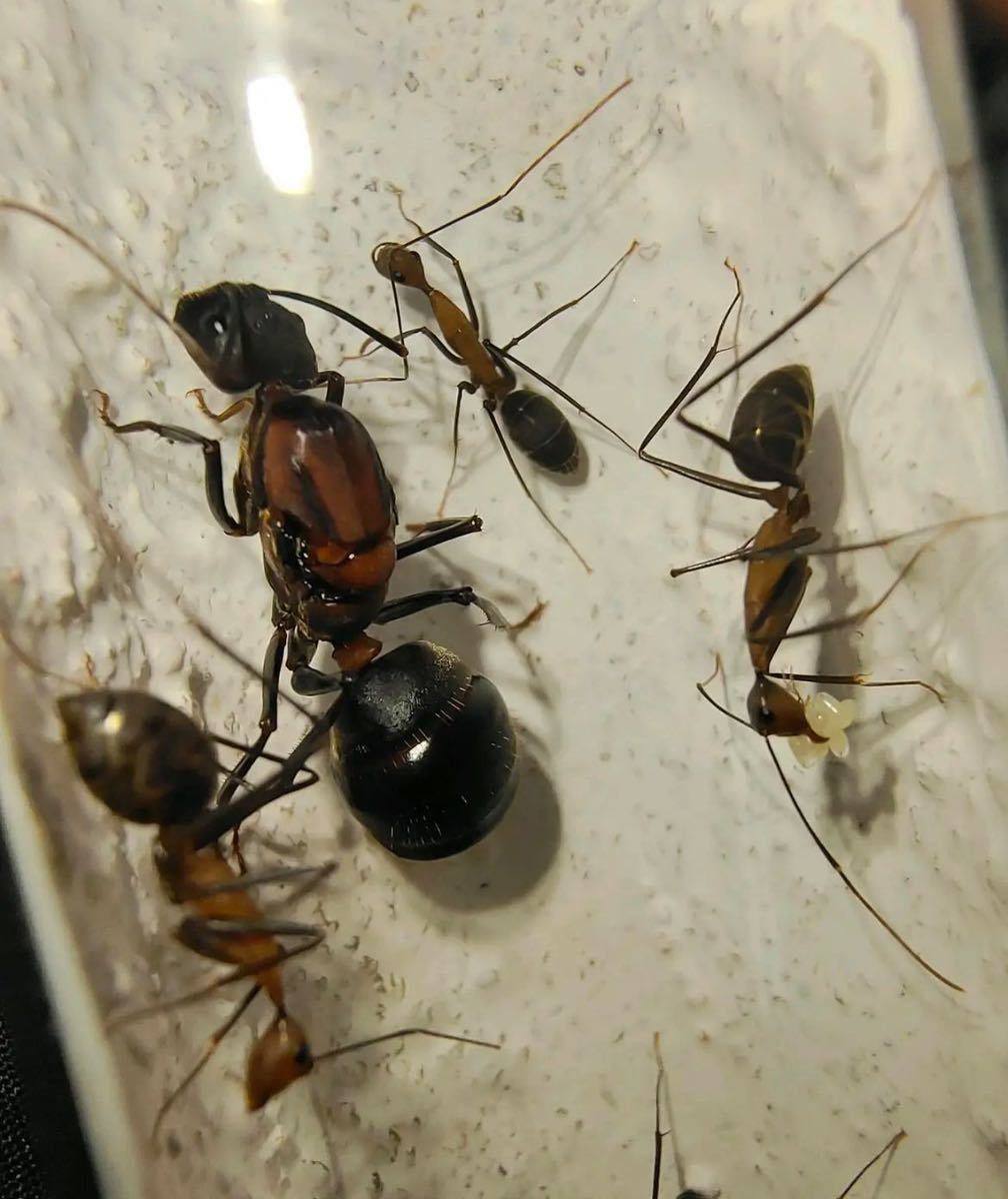 Camponotus angusticollis. koro колено (o или li серия )