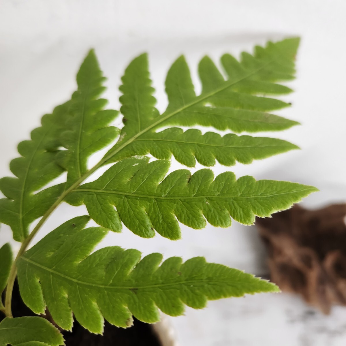 ☆コモチシダシダ　羊歯　植物　抜き苗　観葉植物　ガーデニング　パルダリウム　苔　盆栽_画像4