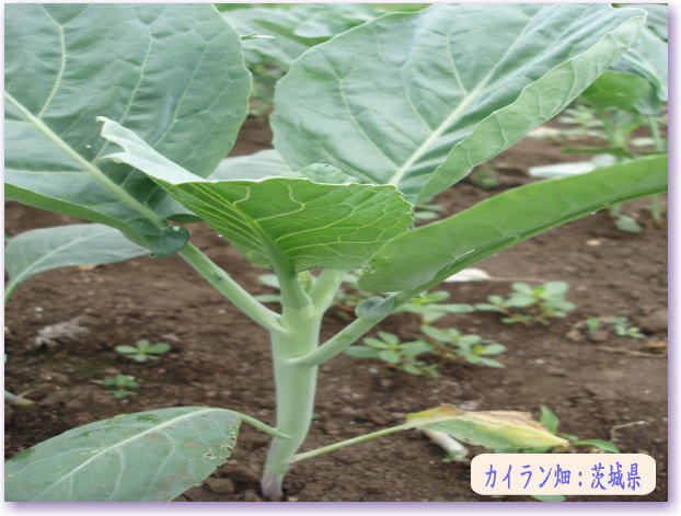 ★野菜種子★台湾産芥藍菜カイラン種子 100粒_画像1