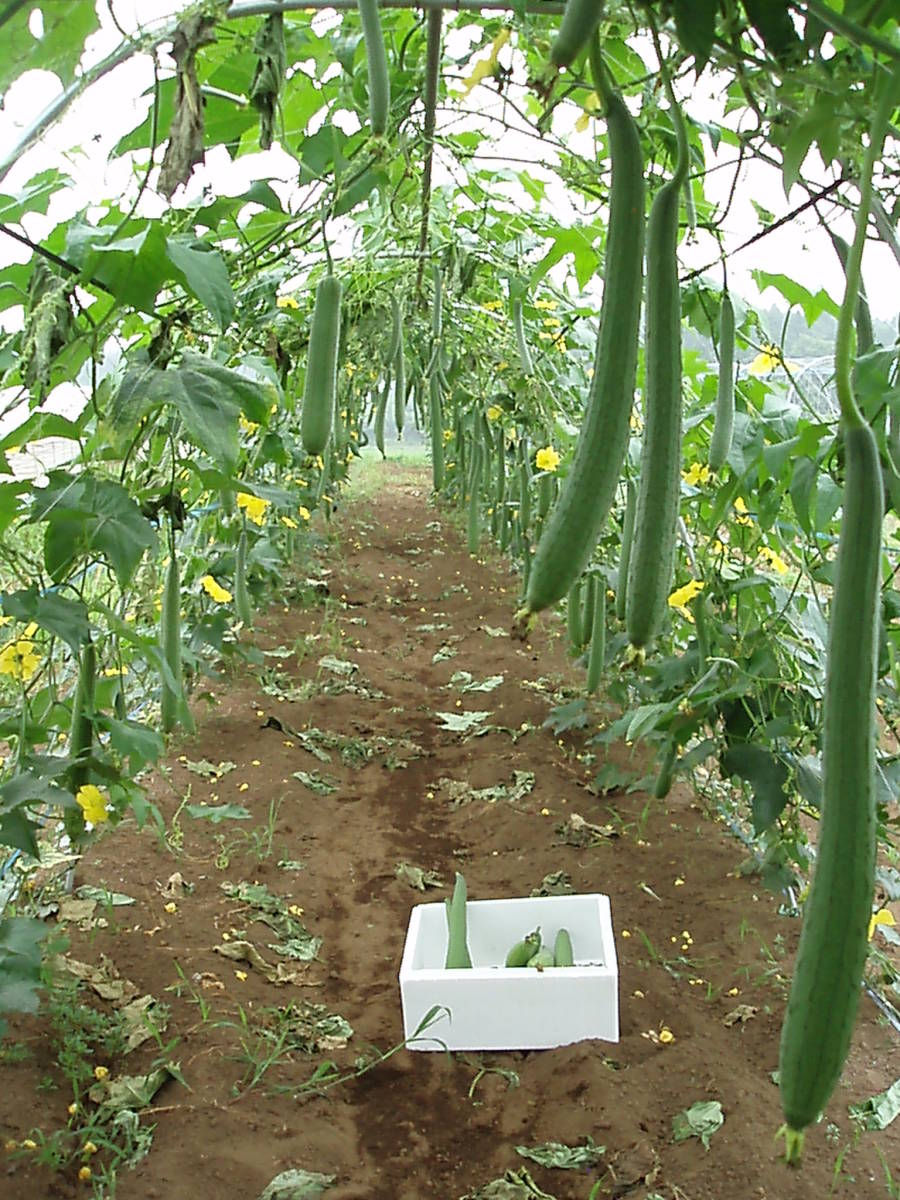 ★野菜種子★ へチマ翠綠糸瓜( 黑色種 )夏花速い花咲く100粒_画像3