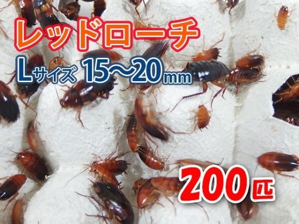 re draw chiL size 15~20mm 200 pcs paper bag delivery raw bait reptiles amphibia meat meal tropical fish organism aquarium feed . bait [3079:gopwx]