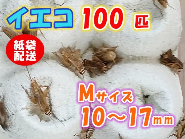 ヨーロッパイエコオロギ イエコ Mサイズ 10mm～17mm 紙袋配送 100匹 生餌 死着保証10% 爬虫類 両生類 トカゲ カエル [3700:gopwx]_画像1