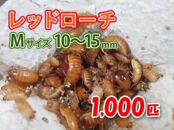 レッドローチ M サイズ 10～15mm 1000匹 紙袋配送 生餌 爬虫類 両生類 肉食熱帯魚 生体 アクアリウム エサ 活餌[3077:gopwx2]_画像1