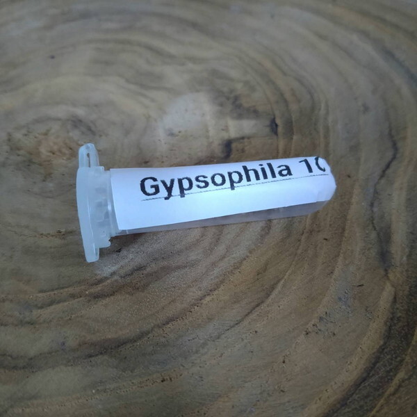 【種10粒】ドルステニア・ジプソフィラ【Dorstenia gypsophila Seed】多肉植物 コーデックス_画像3