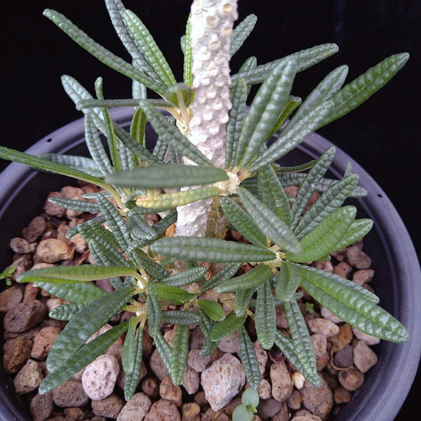 ドルステニア　ギガス　ブラータ　【Dorstenia gigas f. bullata】 　サボテン　多肉植物　挿し木 No.2_画像5