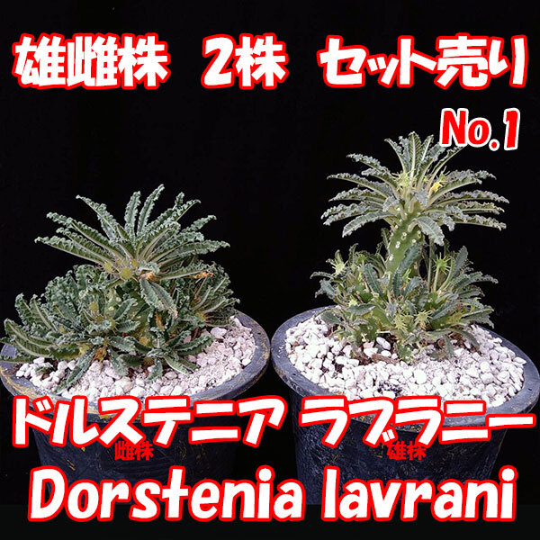 【雄雌セット売り】ドルステニア ラブラニー　Dorstenia lavrani　★塊根植物　★コーデックス　No.1_画像1