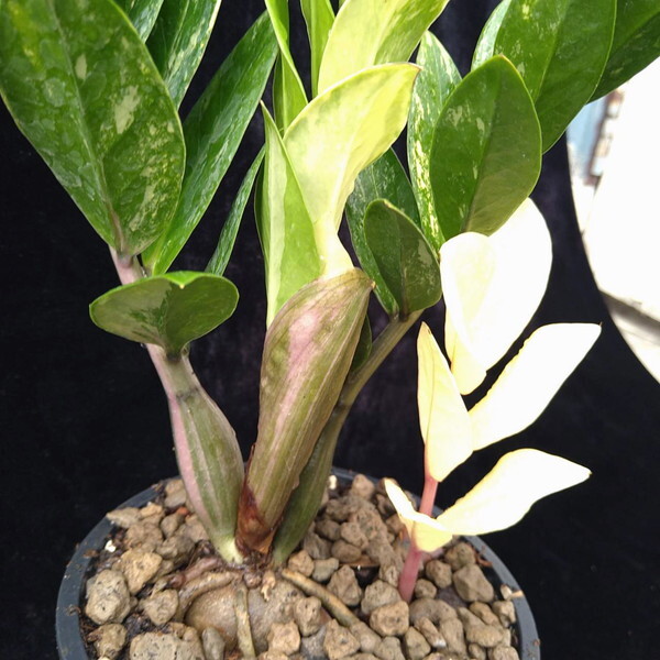 ザミオクルカス ザミーフォリア 斑入り【Zamioculcas Zamiifolia Variegated】_画像6