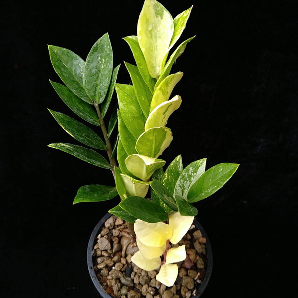 ザミオクルカス ザミーフォリア 斑入り【Zamioculcas Zamiifolia Variegated】_画像3