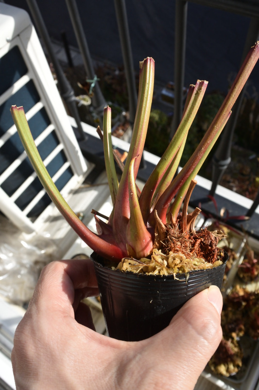 【食虫植物】　Sarracenia (alata X leucophylla Red & Gold) x Moorei Leah Wilkerson, Cedric_画像1