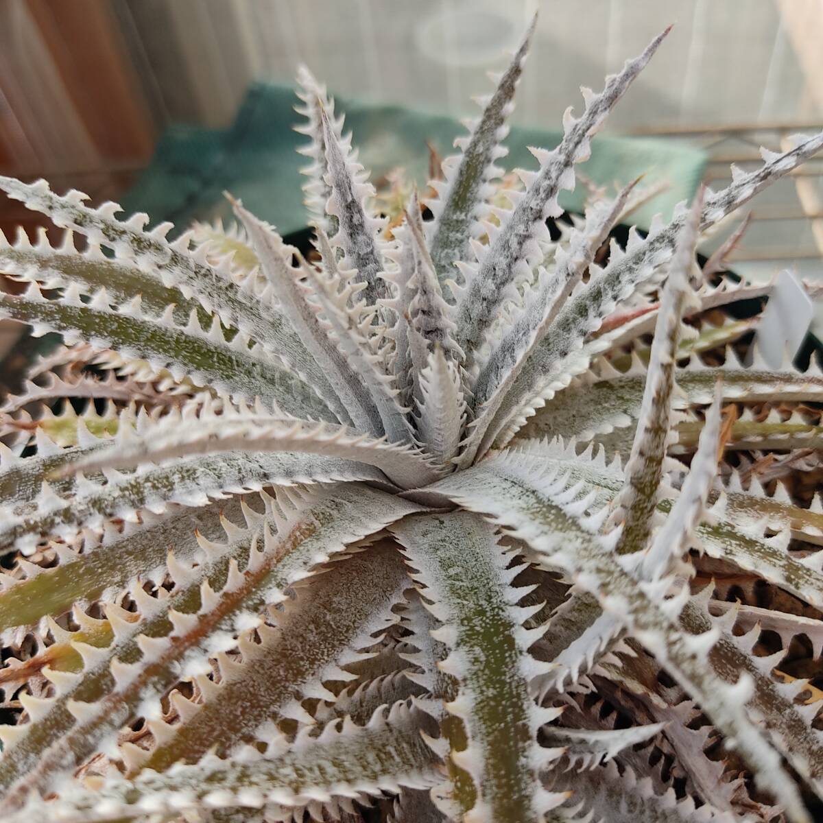 ディッキア ホワイトシャーク(Dyckia White Shark)の画像5