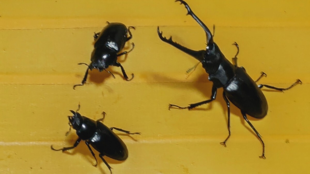 ギラファノコギリクワガタトリプル♂93mm♀２匹47mm CBF3 後食前 未使用 即ブリOK　_画像10