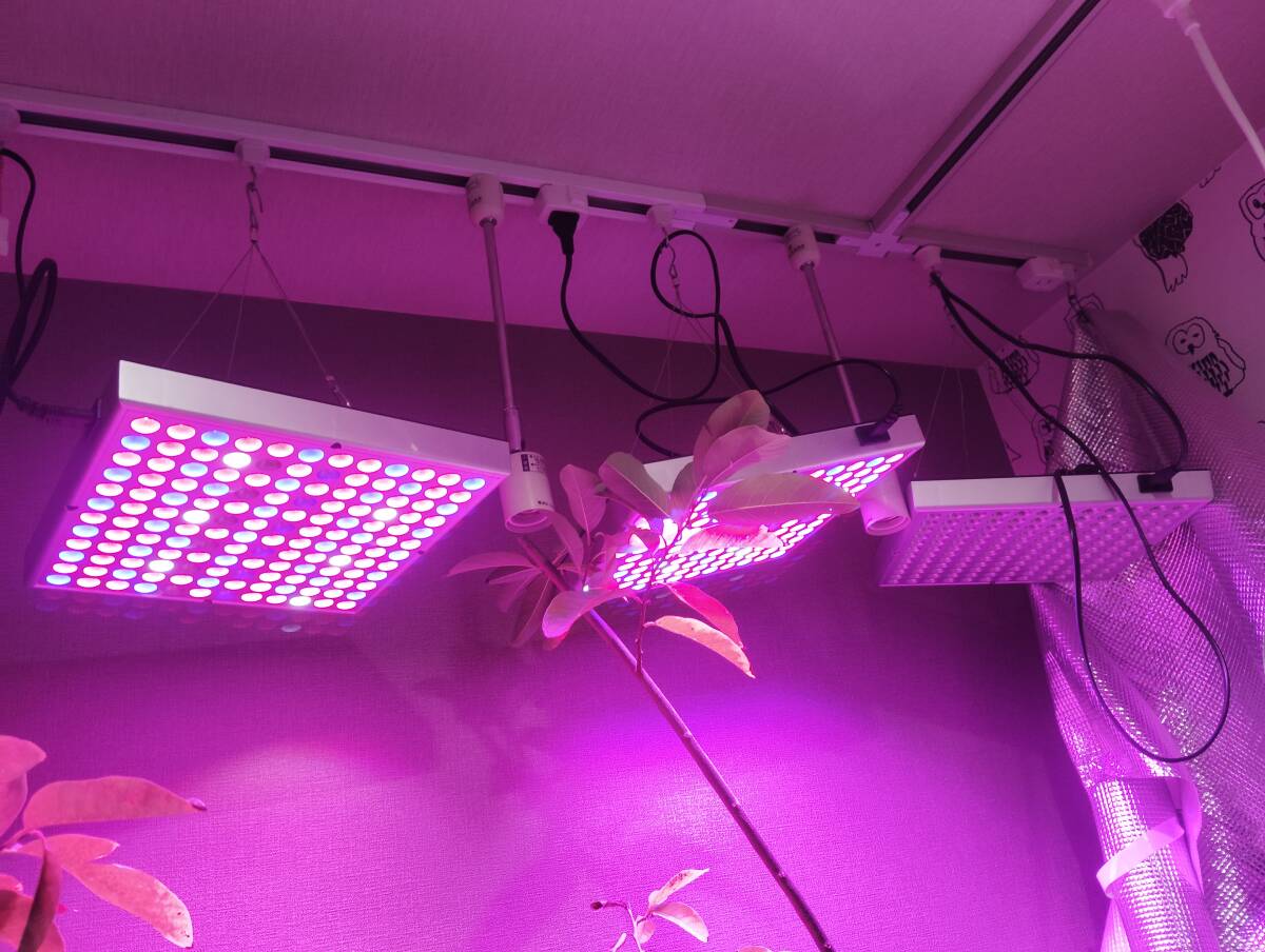 ピカコーポレーション ガラス温室FHJ1508BL とLED植物育成等（30㎝×30㎝） ３灯の画像6