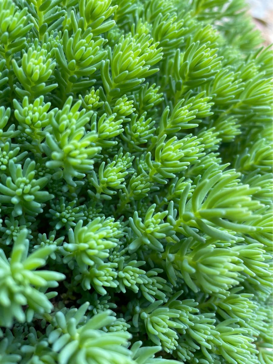 ヒスパニクム　多肉植物　セダム　大量　グランドカバー　大セール中！