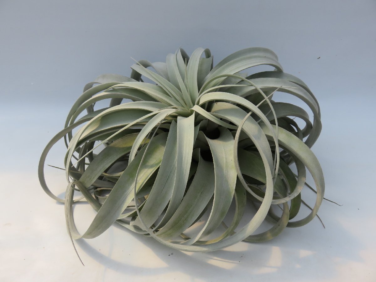 Tillandsia xerographica 特大 ＼在庫限り／おしゃれな観葉植物_90034_画像1