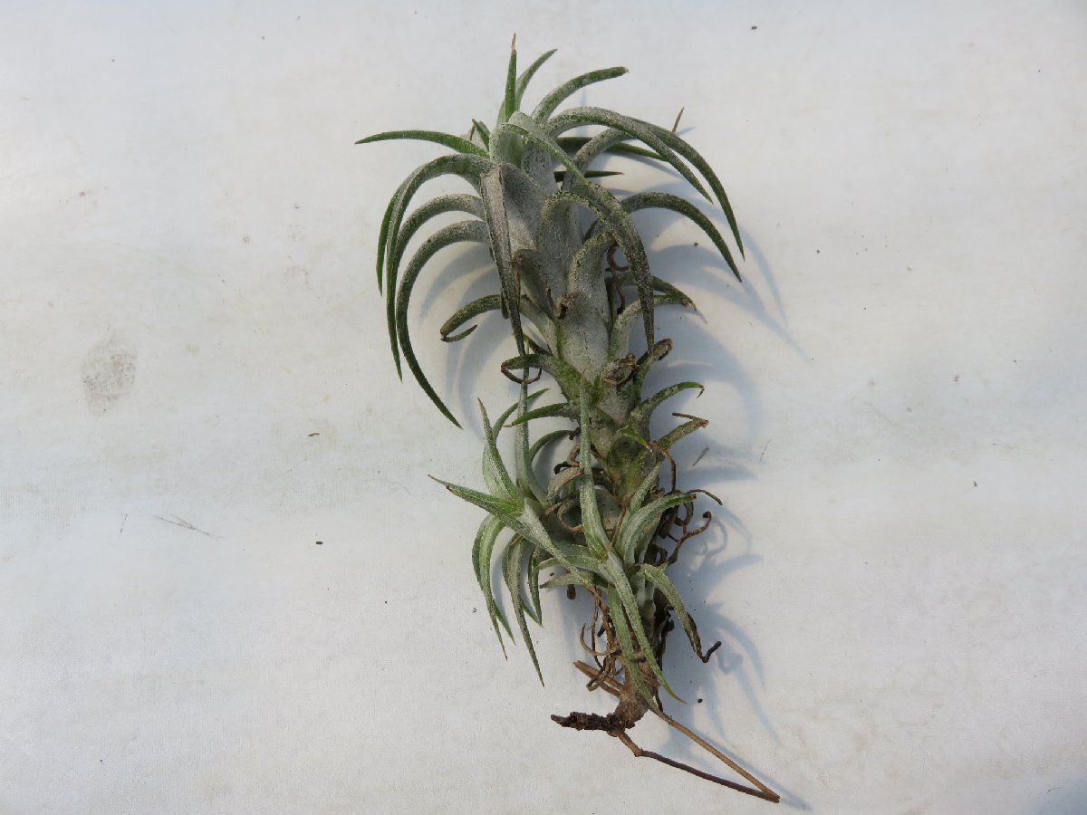 Tillandsia ionantha var.vanhyningii ＼在庫限り／おしゃれな観葉植物_90043_画像2