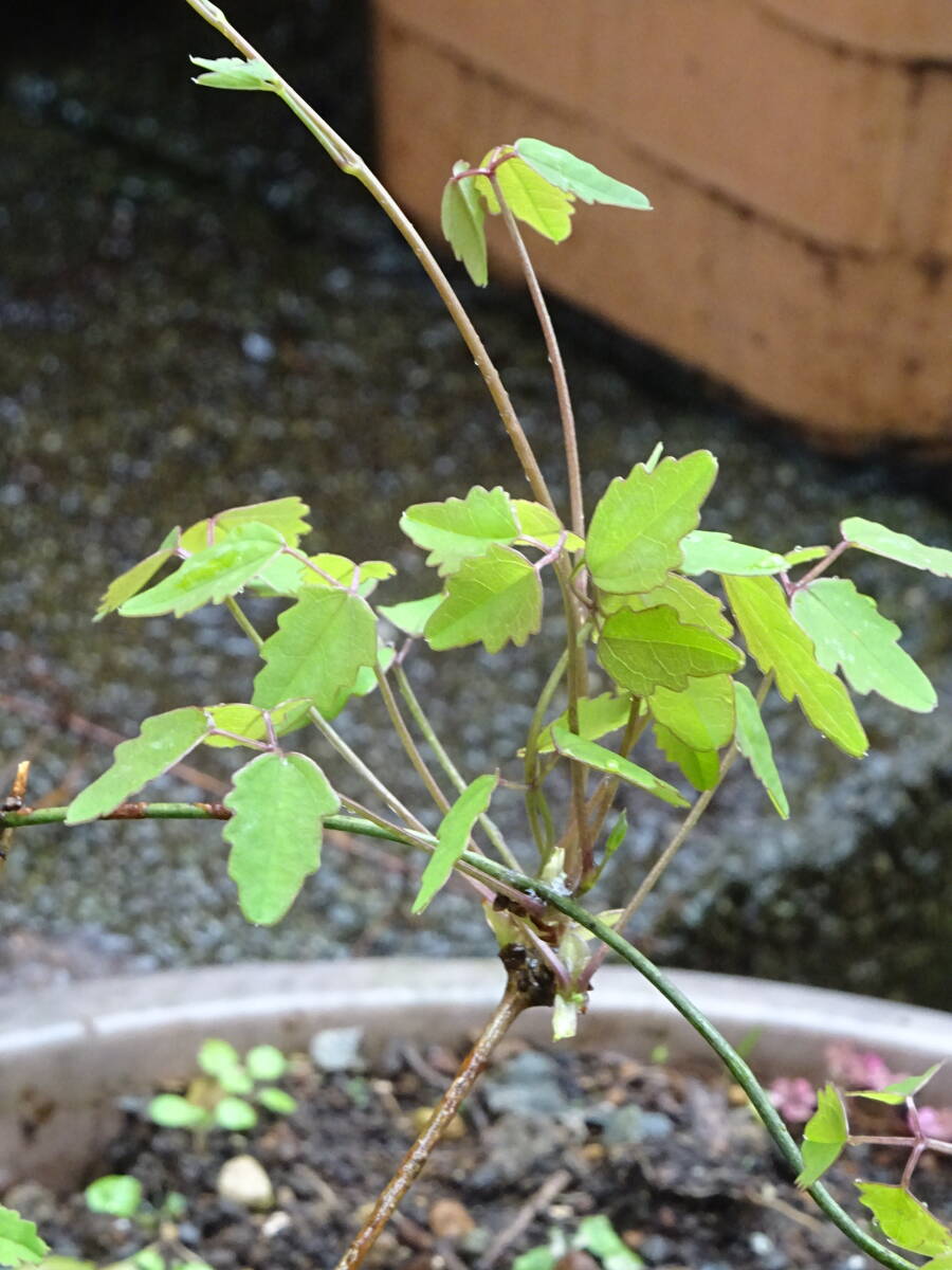 ミツバアケビの苗　2～3年物　美肌効果/腸内環境整える効果あり　　送料一律１９８円　_樹高２０～３０㎝程度