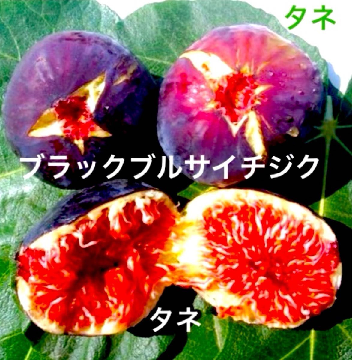 激レア イチジク fig 種子