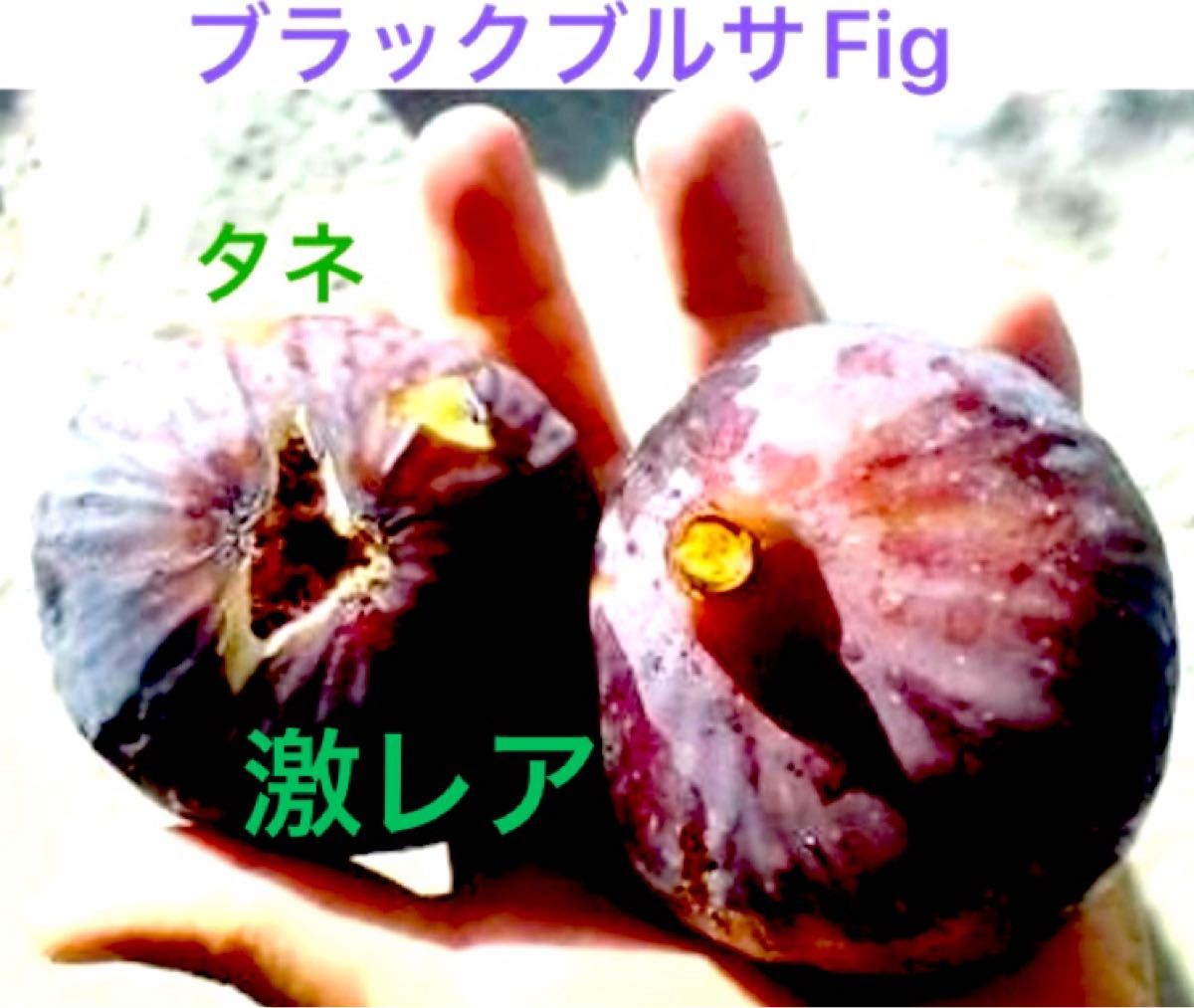 激レア イチジク fig 種子