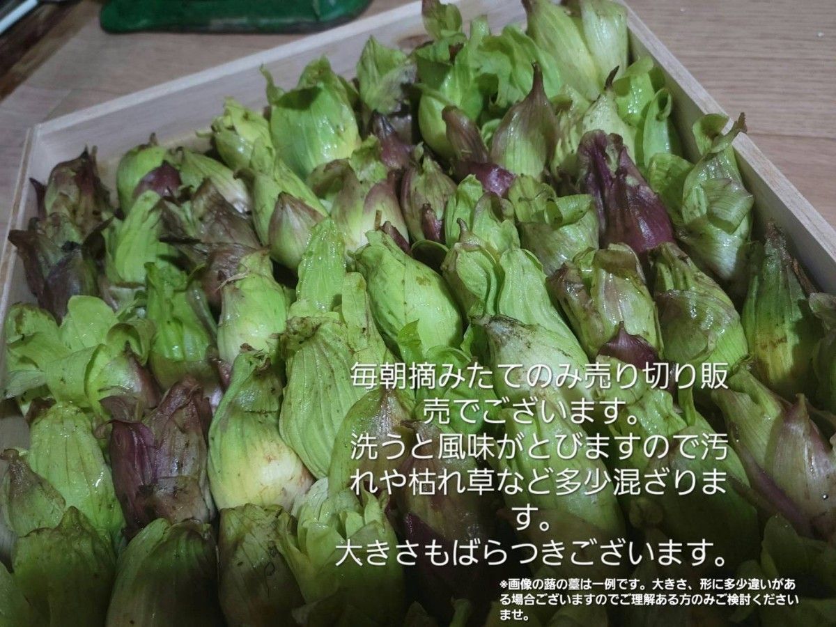 山形庄内鳥海山清流産　朝摘みばんけ約300g(ふきのとう)　蕗の薹　春野菜　山菜