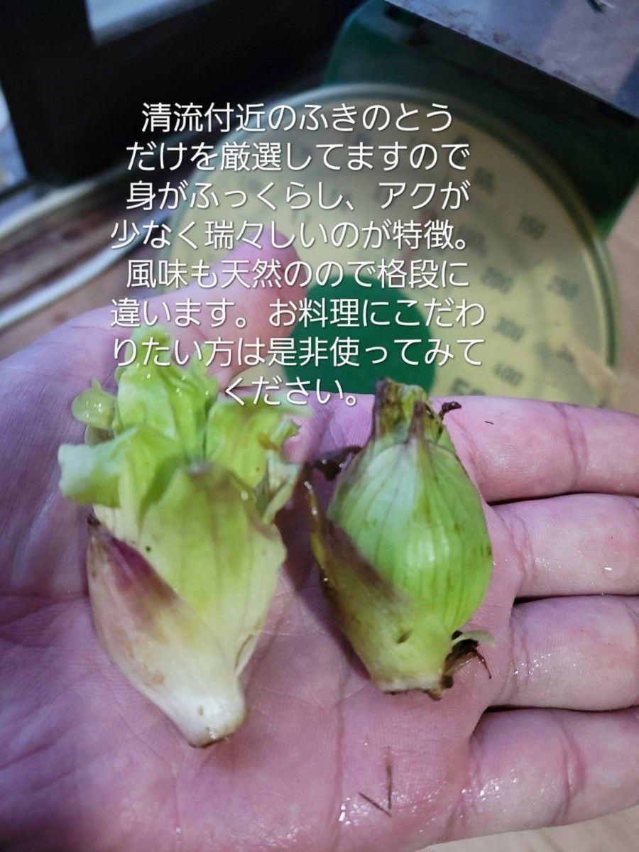 山形鳥海山清流産　朝摘み天然ばんけ約500g(ふきのとう)　蕗の薹　春野菜　山菜