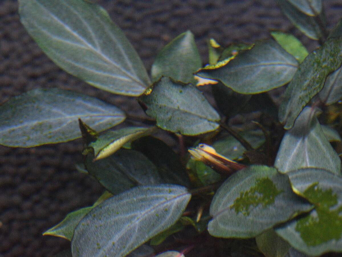 けい@様 確認用 Bucephalandra sp.Pearl gray Yahoo!オークション - 【TB便】Bucephalandra sp. Pearl gray