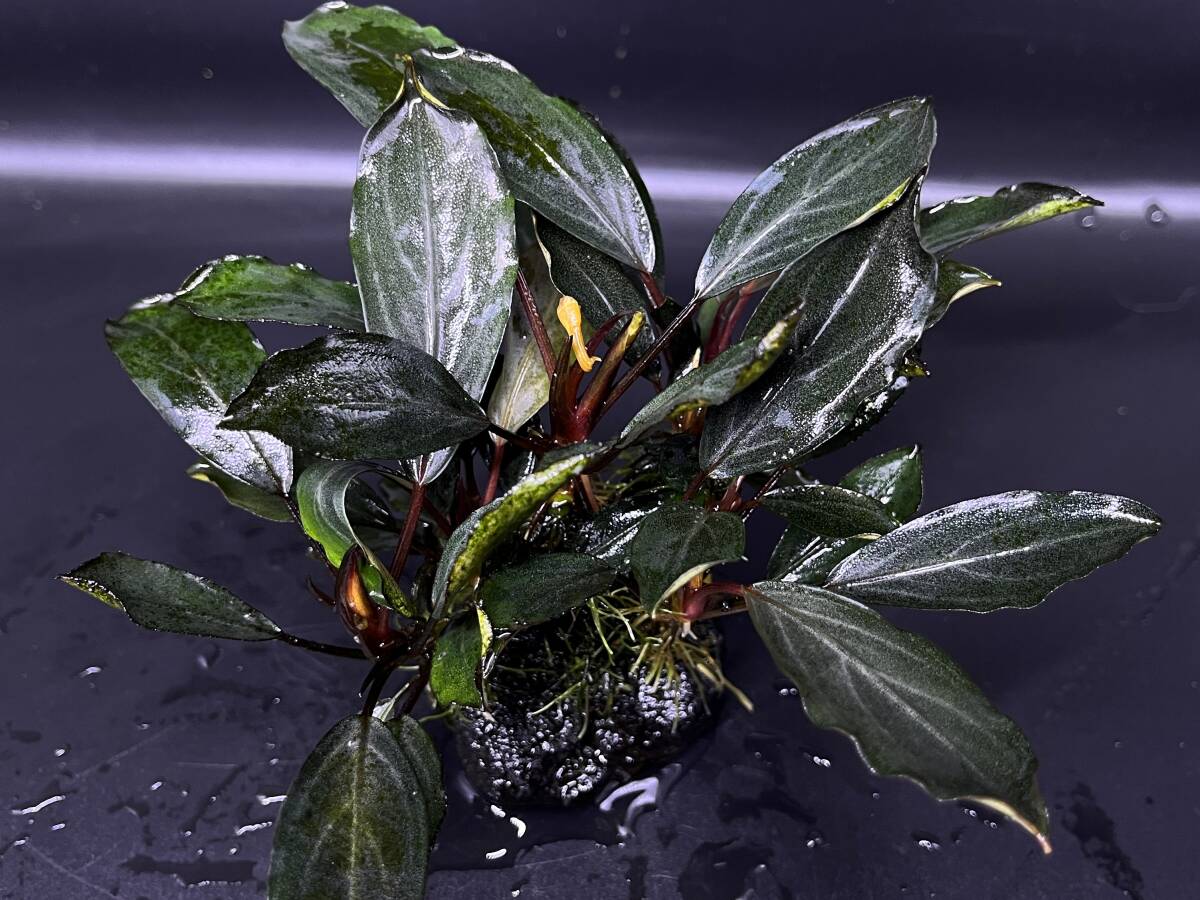 けい@様 確認用 Bucephalandra sp.Pearl gray Yahoo!オークション - 【TB便】Bucephalandra sp. Pearl gray