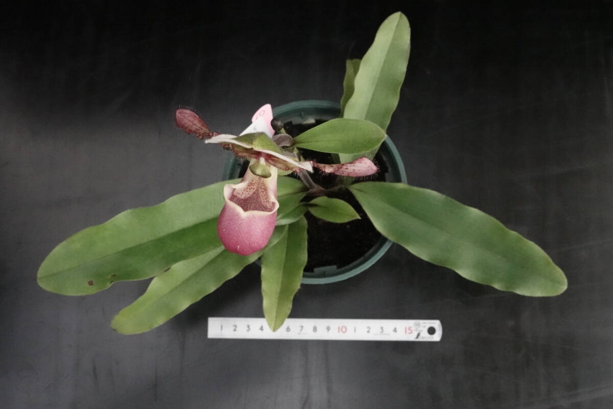 初花一点物 開花中 Paph liemianum('Victoria'×'Olive'BM/JOGA) ① 原種 パフィオ 洋蘭 _画像7